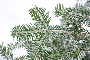 Branch of spruce (Picea pungens) covered hoarfrost and in snow in fir-tree winter forest