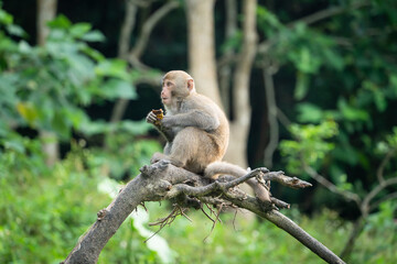 Formosan macaque, Formosan rock monkey also named Taiwanese macaque in the wild.