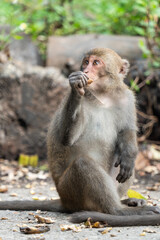 Formosan macaque, Formosan rock monkey also named Taiwanese macaque in the wild.