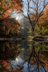 Obraz na płótnie Canvas 川に反射する美しい紅葉