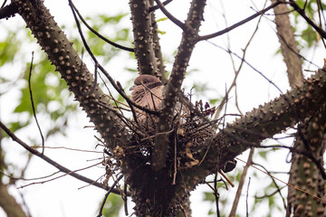 Wild dove known as 