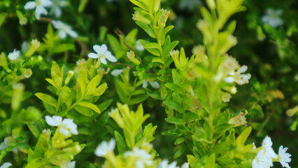 Fototapeta na wymiar beautiful white cuphea plant for background