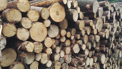 stack of wood