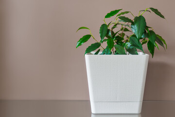 Small green ficus in white pot against background of beige wall. sprout. Houseplant. Layout or background with copy space. Beginning of growth.