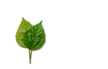 Beautiful exotic tropical leaves, isolated on white background. to write something. clipping path