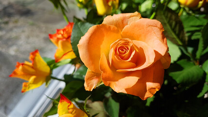 Pretty orange blossoming rose in a bouquet in the window