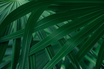 Fototapeta na wymiar Closeup Nature View Of Palm Leaves Background, Dark Tone Concept.
