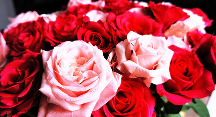 Pretty roses in pink and red in a bouquet