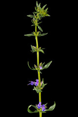 Purple flower of hyssop  (lat. Hyssopus), isolated on black background