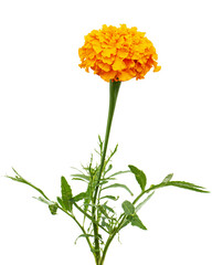 Orange flower of marigold (lat. Tagetes), isolated on white background - 545136251