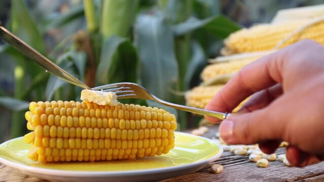 Boiled corn in nature. Close-up. Male hands with a fork and knife put a piece of butter on the corn. Also on the table are corn cobs and grains. Corn is growing in the background. 