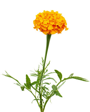 Orange flower of marigold (lat. Tagetes), isolated on white background