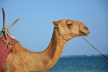  camel  beach  ocean  sea  wild  tourism  travel  kenya  africa © Mina