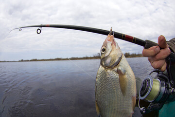 An enviable trophy of a fisherman with a fishing rod in a European river. Caspian bream (Abramis...