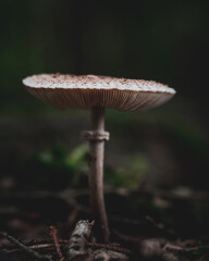 mushrooms in the forest