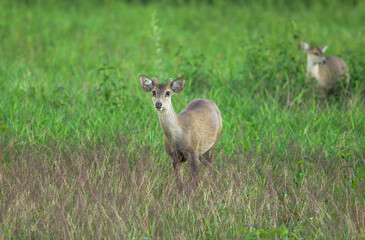 Obraz premium deer in the grass