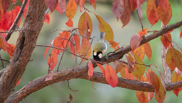 Japanese Tit (Parus minor) or Great Tit Catching Small Insects on Autumn Tree With Colorful Red Leaves. Titmouse jumping on tree trunk and pecking food