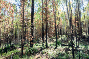 Fire-damaged forest boreal forests. Burnt boreal forests. Wildfire low fire in a mixed forest with...