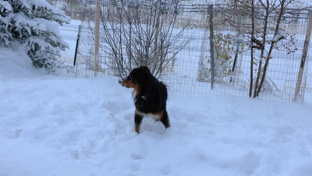 Aussie Eating Snow In Snowy Field In Bozeman Montana 4K