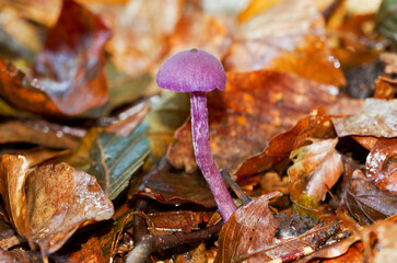 Tiny purple colored mushroom, an Amethyst deceiver, between brown, withered, fallen leaves of Beech