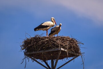 Early spring scene. Storks in a nest with a blue sky in the background.