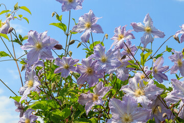 Pale blue clematis of the 'Blue Angel' or 'Blekitny Aniol' (Late Large-Flowered Clematis) variety...