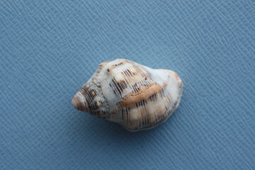 Seashell of sea snail of Southern oyster drill or Redmouthed rocksnail (Stramonita haemastoma) on a blue background. Place of find: Aegean Sea, Greece, Halkidiki
