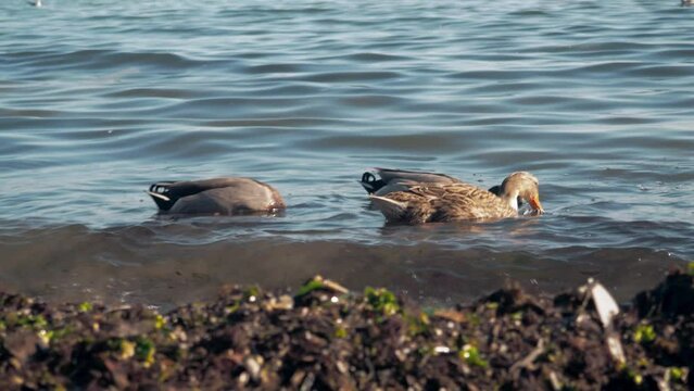 Gray ducks dive under water while feeding on a seashore. Birds feed in ponds