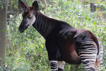 オカピ  © kosumi