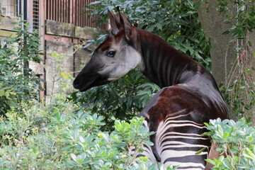 オカピ  © kosumi