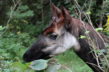 オカピ  © kosumi