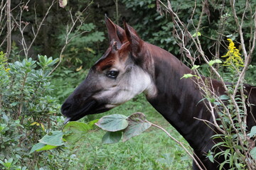オカピ  © kosumi