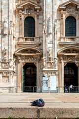 Obraz premium Pigeons in front of the Duomo di Milano, The Milan Cathedral in Milan, Lombardy, Italy