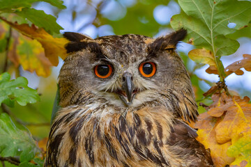 Uhu Portrait im Herbstlaub