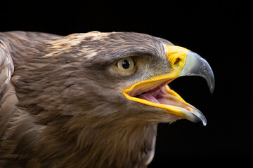 Steinadler Portrait