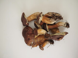 mushrooms lying on the table