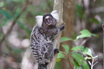 The Santarem marmoset (Mico humeralifer), also known as the black and white tassel-ear marmoset, is...