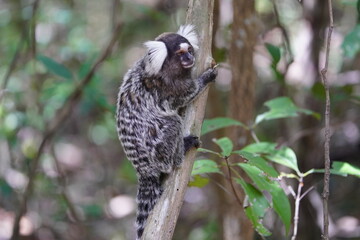 The Santarem marmoset (Mico humeralifer), also known as the black and white tassel-ear marmoset, is a marmoset endemic to the Brazilian states of Amazonas and Pará.