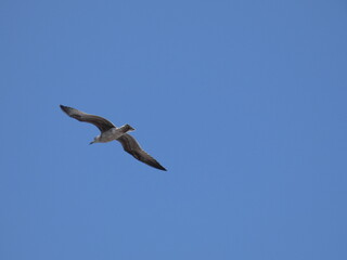 gaviotas volando en el puerto en la playa en el mar pájaros