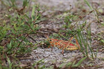 Caelifera  Arthur R. Marshall Loxahatchee National Wildlife Refuge Florida
