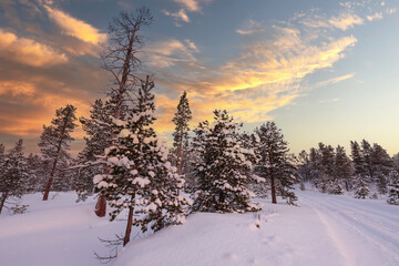Snowy forest during sunset
