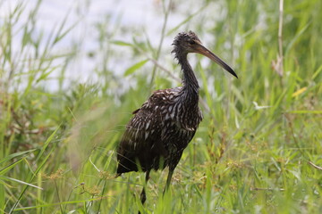 Limpkin  Arthur R. Marshall Loxahatchee National Wildlife Refuge Florida
