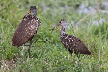 Limpkin  Arthur R. Marshall Loxahatchee National Wildlife Refuge Florida