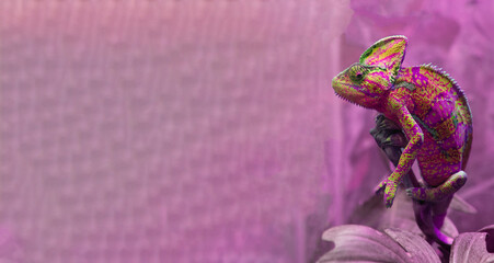 The multicolored pink chameleon Chamaeleonidae is a family of lizards that can change body color. Bright portrait of an animal. Exotic Lizard. Banner copy space background for zoo. © Real_life