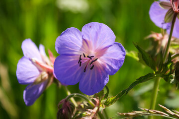 Obraz premium Wild violet flowers, Geranium pratense. Solar illumination