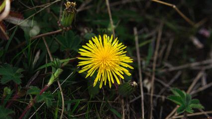 dandelion flowers in the mountains, bright yellow