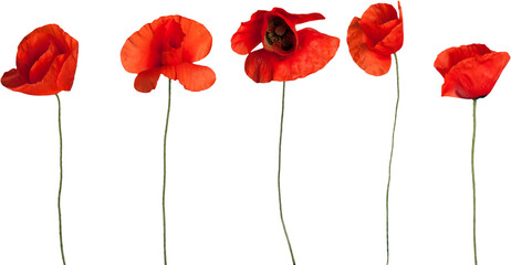 Red poppy flowers - isolated - obrazy, fototapety, plakaty