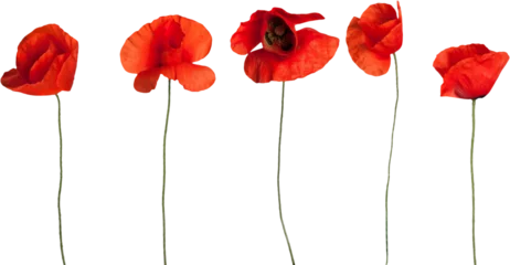 Foto op Plexiglas Red poppy flowers - isolated © BillionPhotos.com