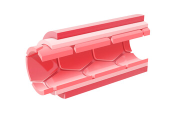 3d illustration of an artery section. Anatomy of the various layers that make up its walls.