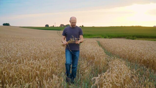 Man businessman with spikelets in his hands works in wheat field and checks harvest. Concept of work in agronomic farm for making business and having profit from production organic food